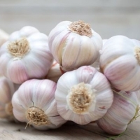 Garlic