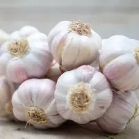 Garlic
