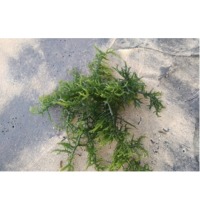 Eucheuma Cottonii Seaweed
