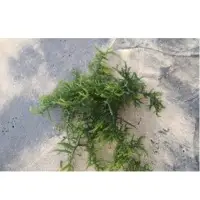 Eucheuma Cottonii Seaweed