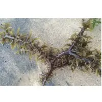 Eucheuma Cottonii Wet Or Dried Seaweed