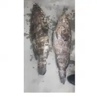 Frozen Fish