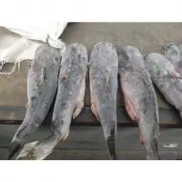 Frozen Fish