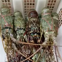 Lobster