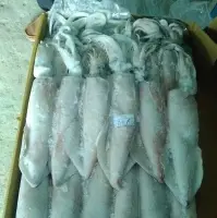 Loligo Squid