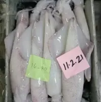 Loligo Squid