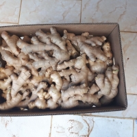 Ginger - Fresh and Dried