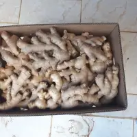 Ginger - Fresh and Dried