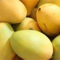 Fresh Mango