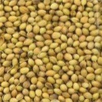 Coriander Seeds