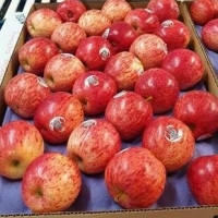 Royal Gala Apples