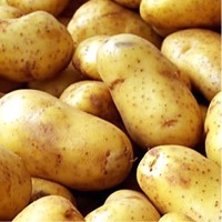 Fresh Potato