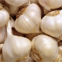 Fresh Garlic