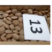 Red Lentils