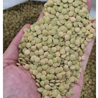 Green Lentils