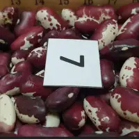 Skorospelka Beans