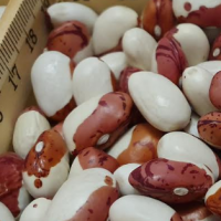 Yubka Beans