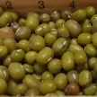 Mung Bean (Maash)