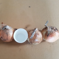 Yellow Onion