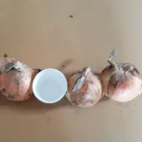 Yellow Onion