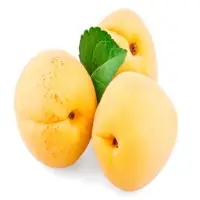 Apricot