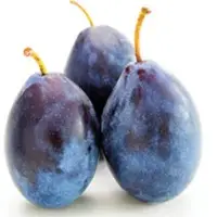 Damson Plum