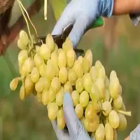 Grapes