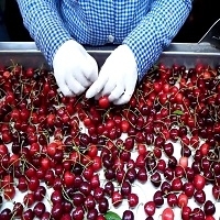 Cherry
