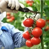 Tomato