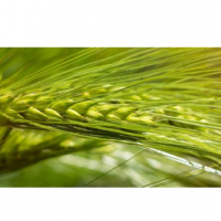 Organic Seeds