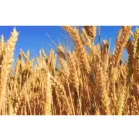Cereal Seeds