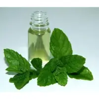 Mint Oil And Menthal Oil