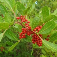 Pink Peppercorn