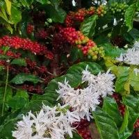 Robusta Coffee Beans