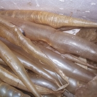 Fish Maw Eel