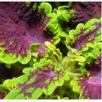 Coleus Forskohlii Extracts
