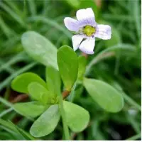 Bacopa Extracts