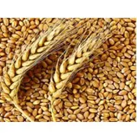 Indian Whole Wheat