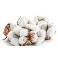 Indian Fresh Cotton
