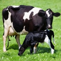Friesian Cows