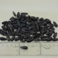 Sunflower Seeds