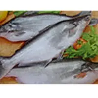 Pangasius