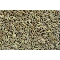Fennel