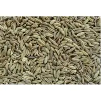 Fennel