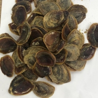 Murex Operculum