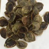 Murex Operculum