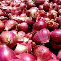 Indonesia Shallot
