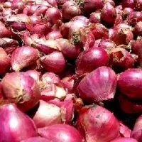 Indonesia Shallot