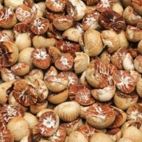 Betel Nut