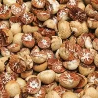 Betel Nut